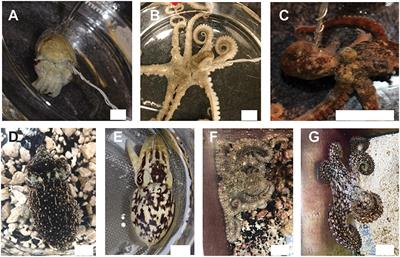 In Vivo Recording of Neural and Behavioral Correlates of Anesthesia Induction, Reversal, and Euthanasia in Cephalopod Molluscs